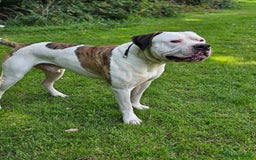 American Bulldog dogs for sale: 12 month old american bulldog - Image 2