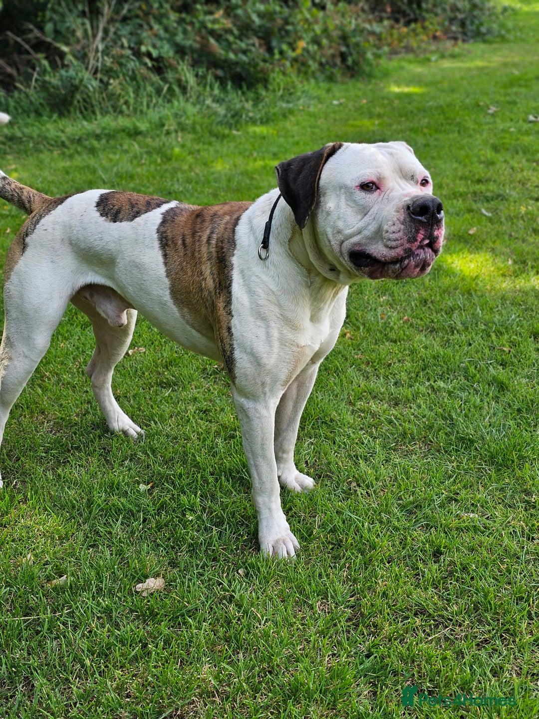 American Bulldog dogs for sale: 12 month old american bulldog - Image 2