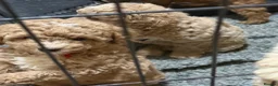 Australian Labradoodle dogs for sale: Miniature Australian labradoodles - Advert 6