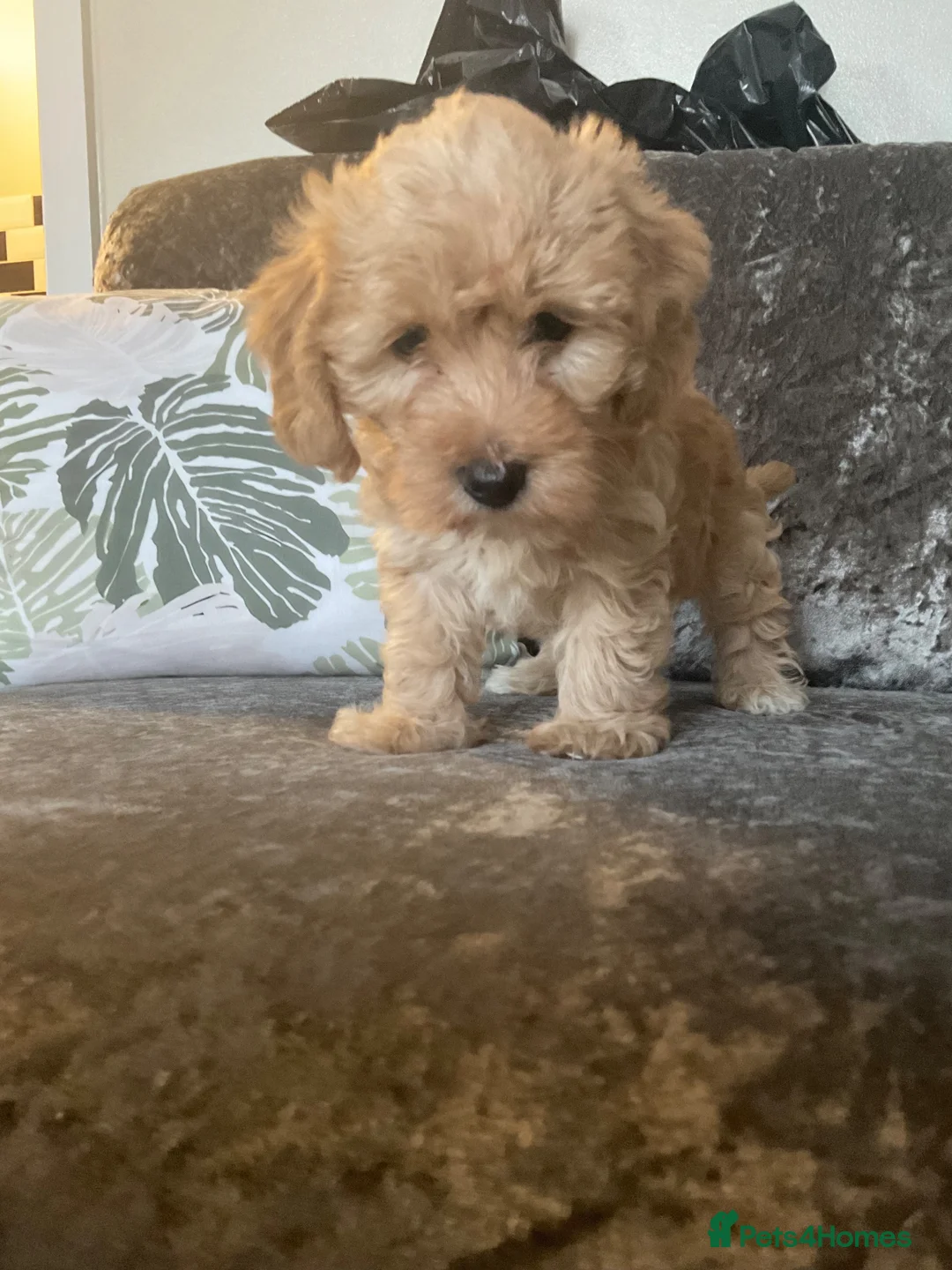 Jackapoo dogs for sale: Jackapoo Girl Puppies  in Chatteris - Advert 11