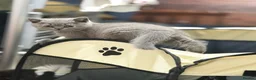 British Shorthair cats for sale: Lovely fully british short hair kittens - Advert 15