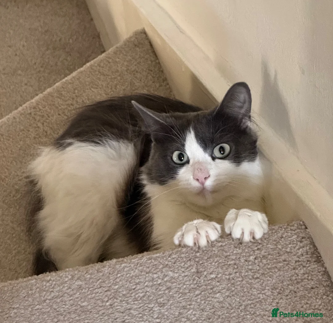 Mixed Breed cats for sale: Rehoming our beautiful, loving Ragdoll mix girl. - Advert 2
