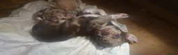 Chihuahua dogs for sale: Stunning chihuahuas  - Advert 4