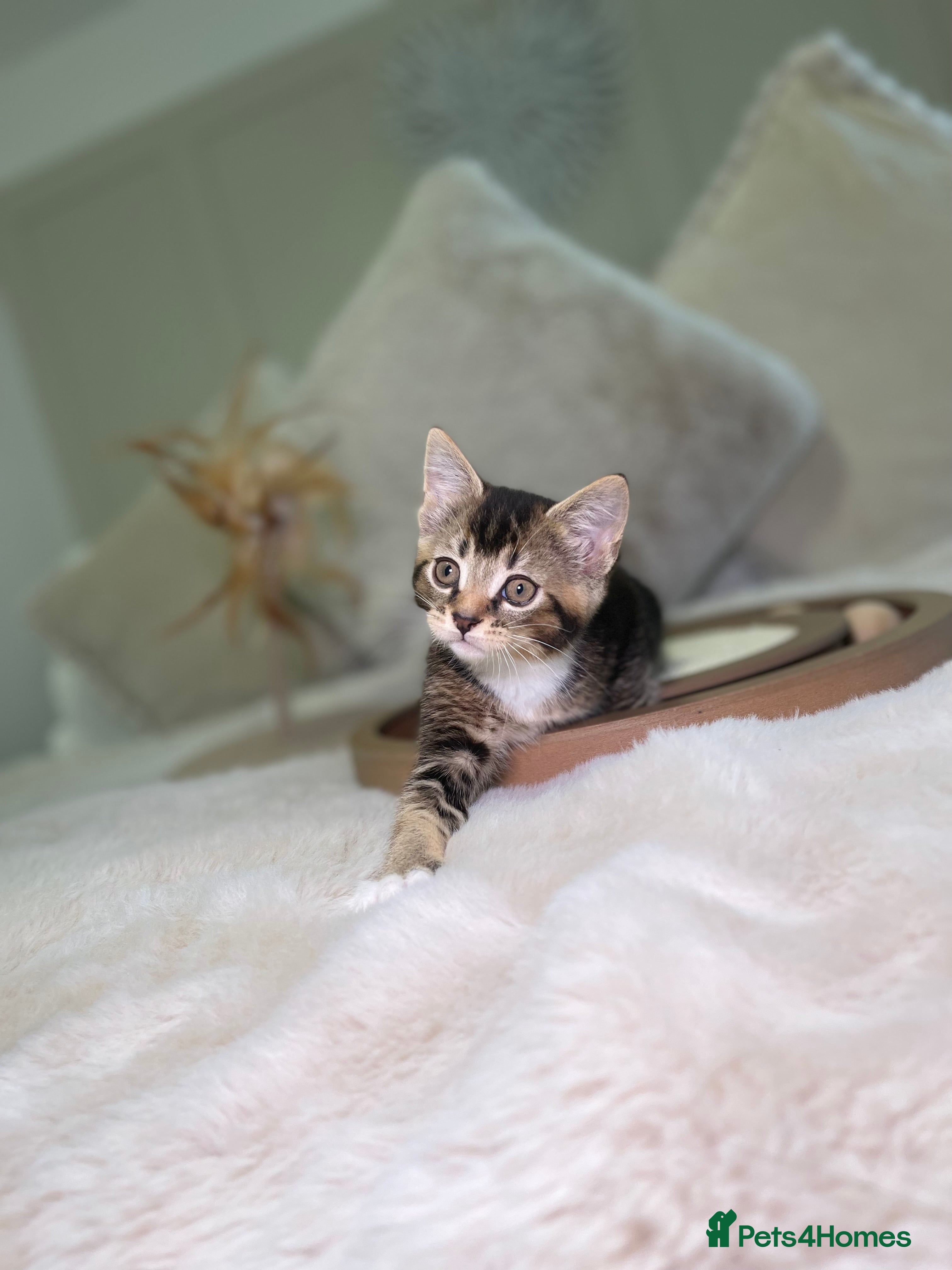 Mixed Breed cats Beautiful kittens 8 weeks old ready now  - Advert 1