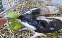 Guinea Pig rodents for sale: 2 Male guinea pigs and cage - Image 6