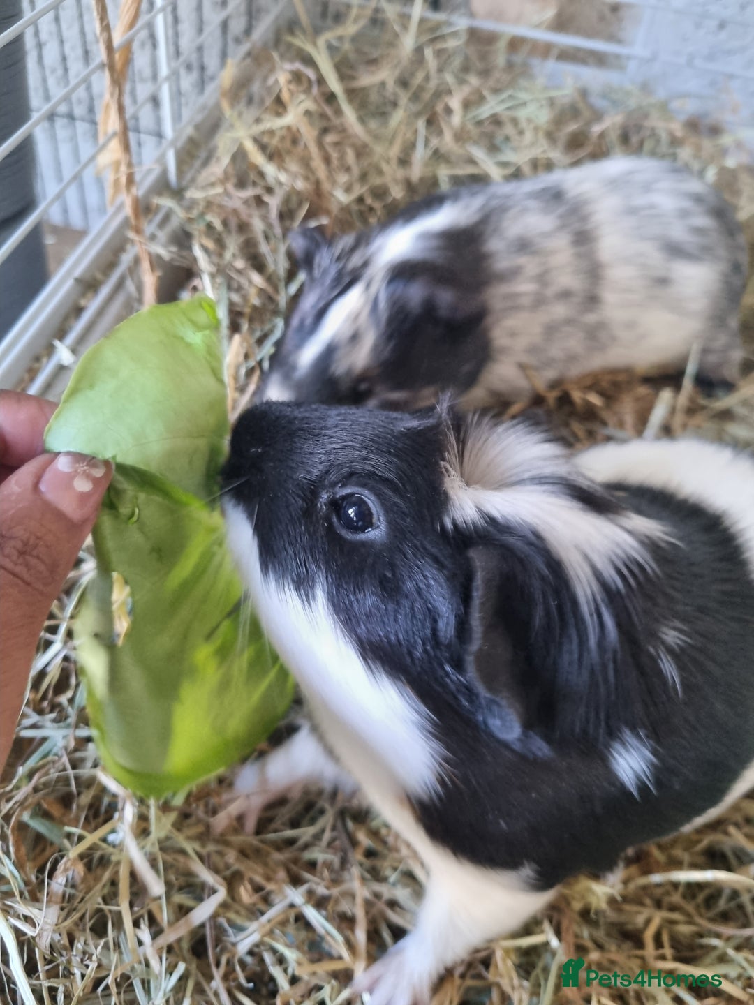 Guinea Pig rodents for sale: 2 Male guinea pigs and cage - Image 6