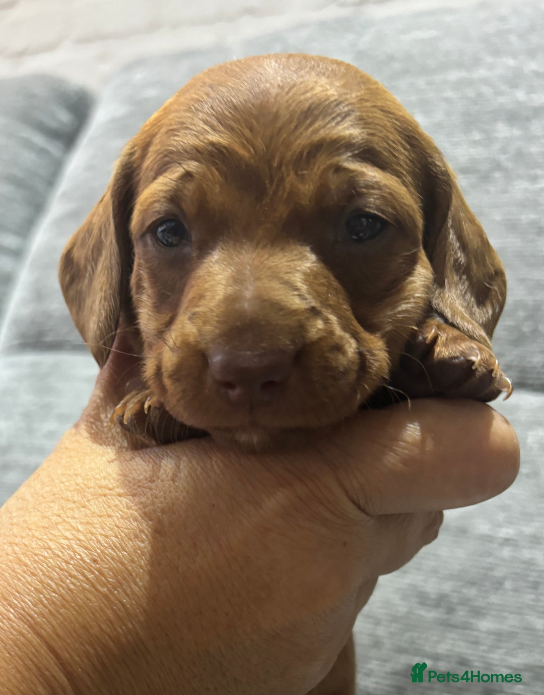 Miniature Dachshund dogs for sale: Beautiful KC Reg Miniature Dachshund Puppies - Image 13