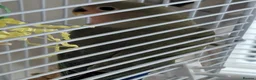 Lovebirds birds for sale: 5 baby lovebirds for sale - Advert 8