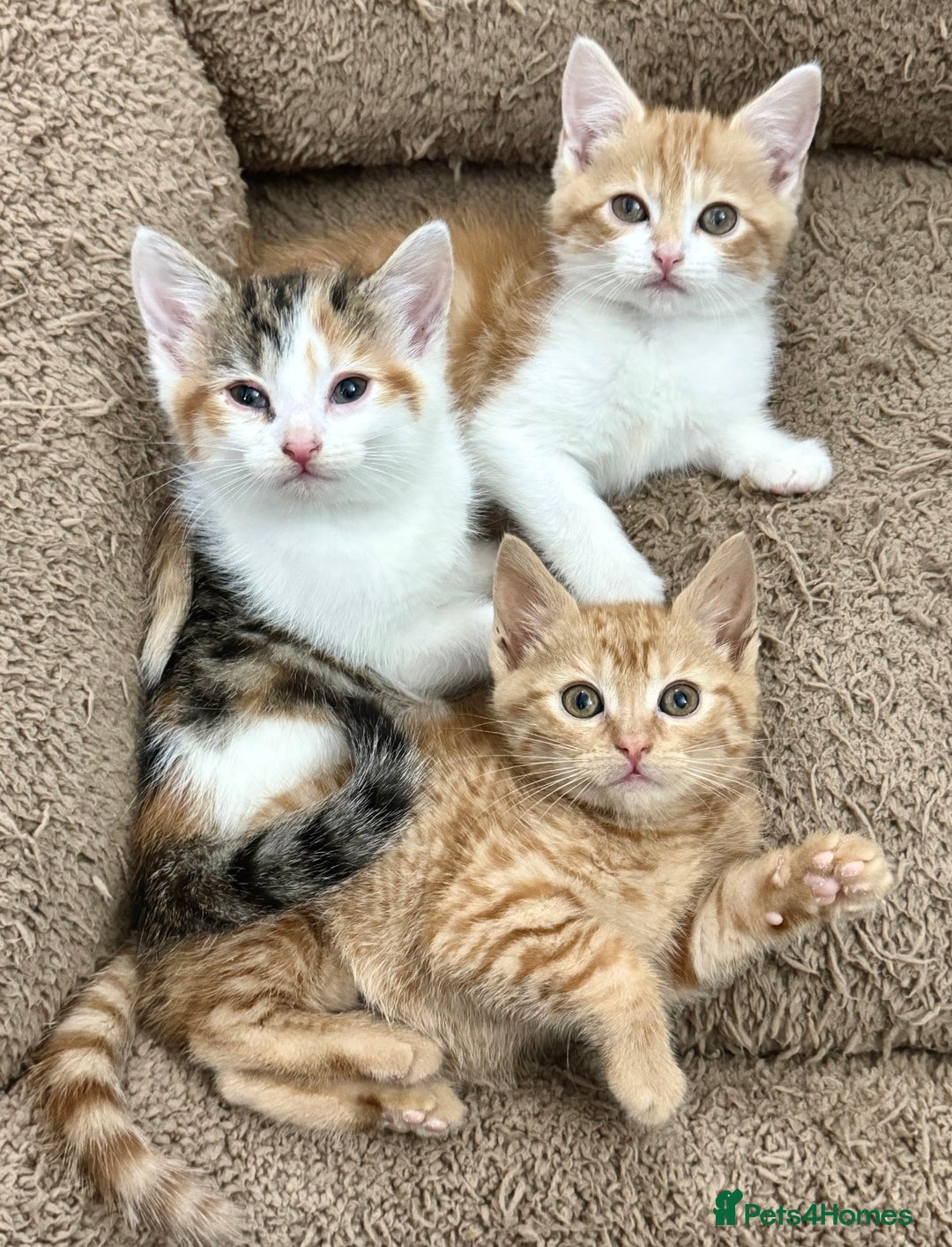 Mixed Breed cats for sale: GORGEOUS KITTYS  - Advert 5