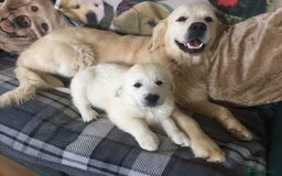 Golden Retriever dogs for sale: K. C stunning Puppies  - Image 5