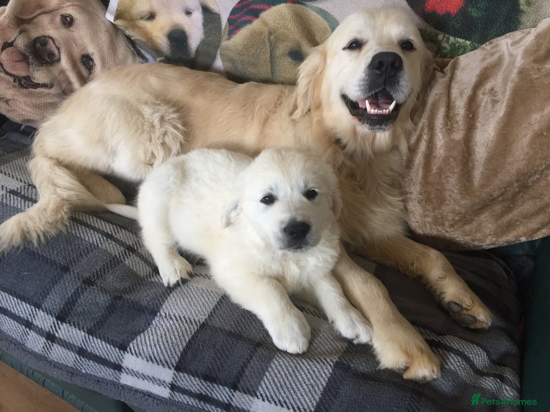 Golden Retriever dogs for sale: K. C stunning Puppies  - Image 5