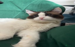 Ragdoll cats for sale: Pure fluffy Ragdoll kittens looking for5 star home - Image 26