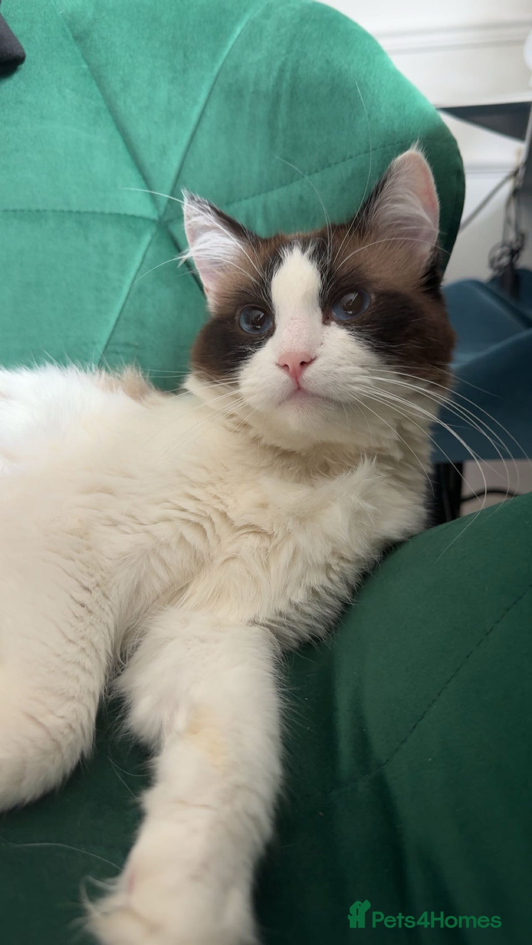 Ragdoll cats for sale: Pure fluffy Ragdoll kittens looking for5 star home - Image 26