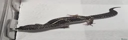 Leopard Gecko reptiles for sale: Black night leopard geckos  - Advert 3