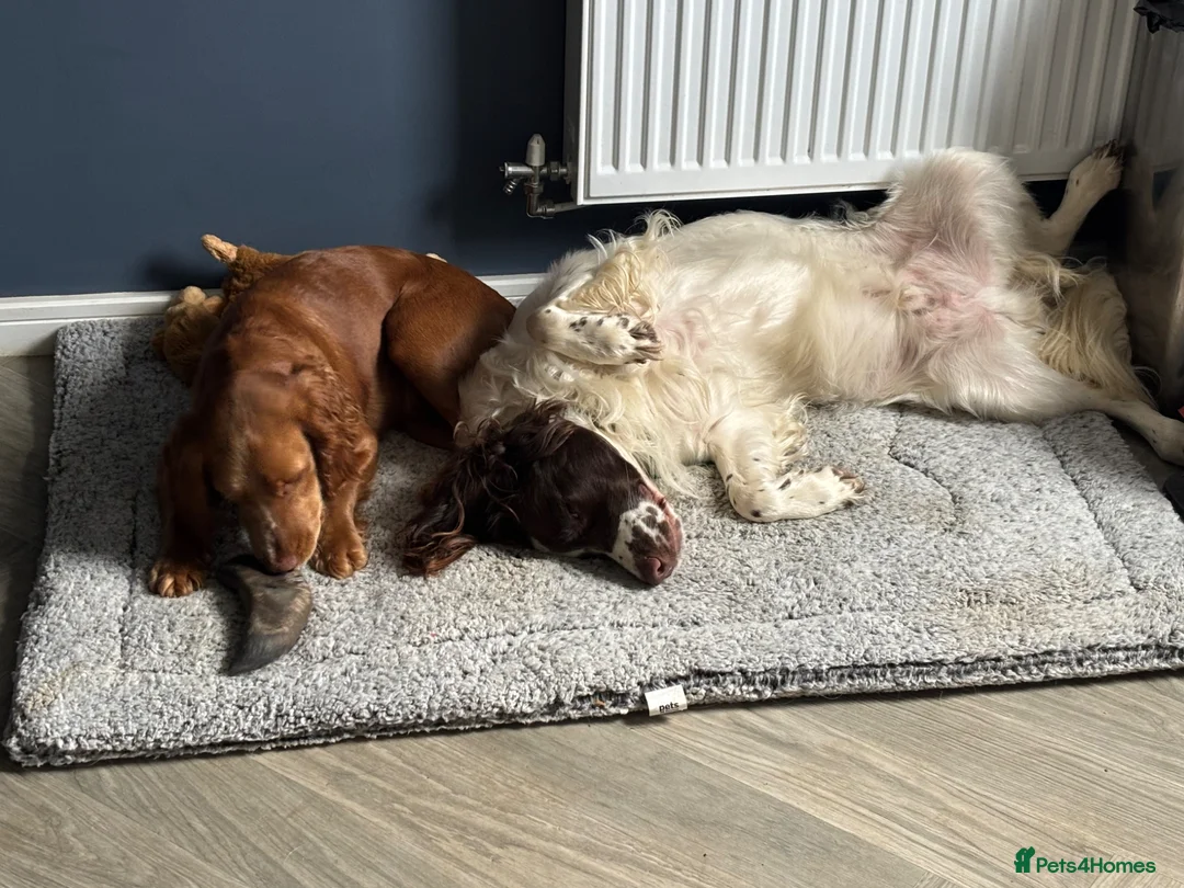 Cocker Spaniel dogs for sale: Beautiful Cocker Spaniel Dottie in Lincoln - Advert 2