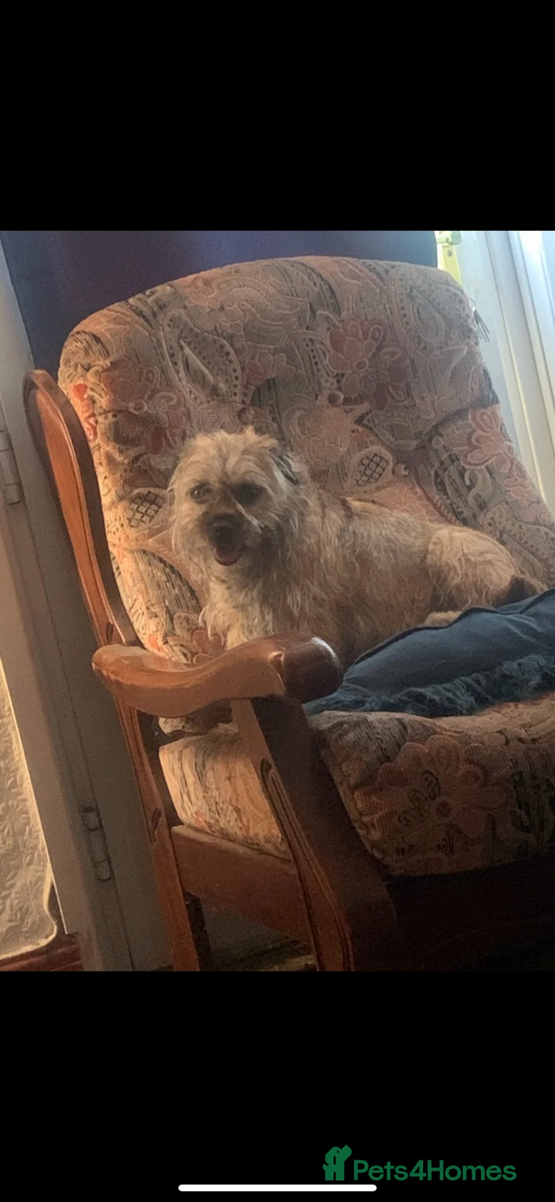 Border Terrier dogs for sale: Border Terrier Puppies For Sale (4 weeks old)  - Advert 6