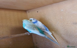 Budgerigars birds for sale: Breeding pair of budgies - Image 1