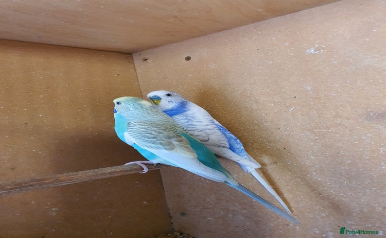 Budgerigars birds - Advert 7