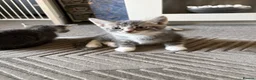 Mixed Breed cats for sale: Gorgeous grey and white fluffy kittens ready now  - Advert 25