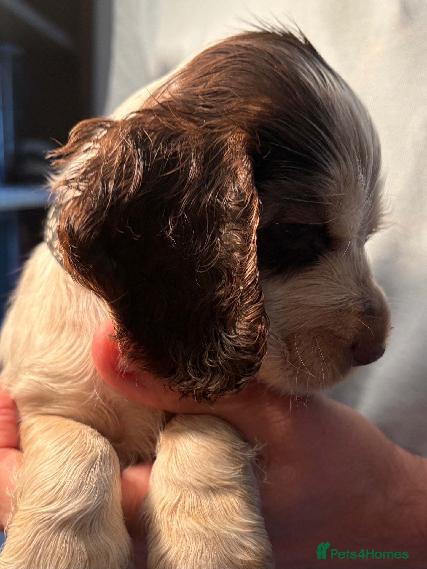Cocker Spaniel dogs Perfect puppies bred for health & temperament - Advert 2