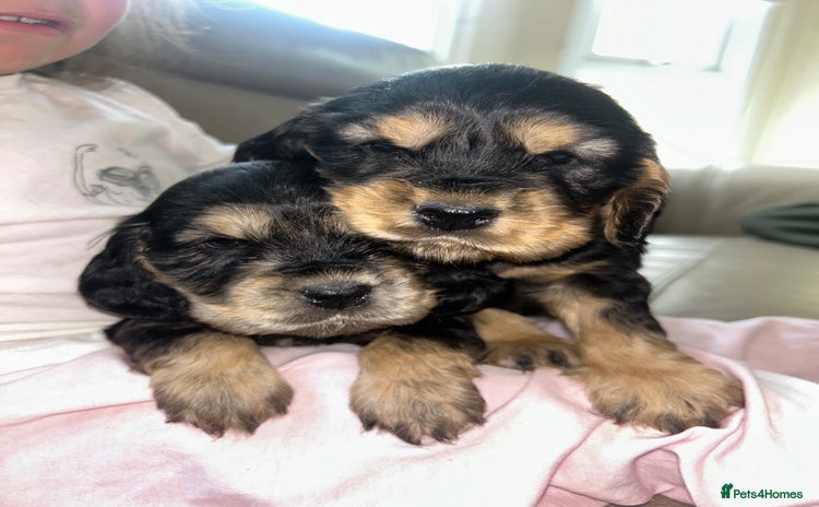 Cocker Spaniel dogs - Advert 8