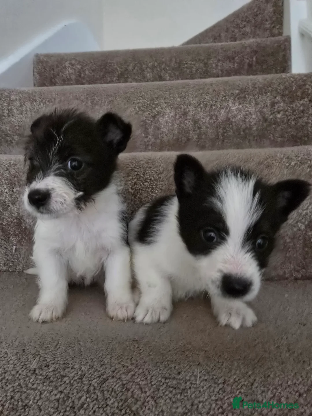 Mixed Breed dogs for sale: Malchi puppies for sale  - Advert 13