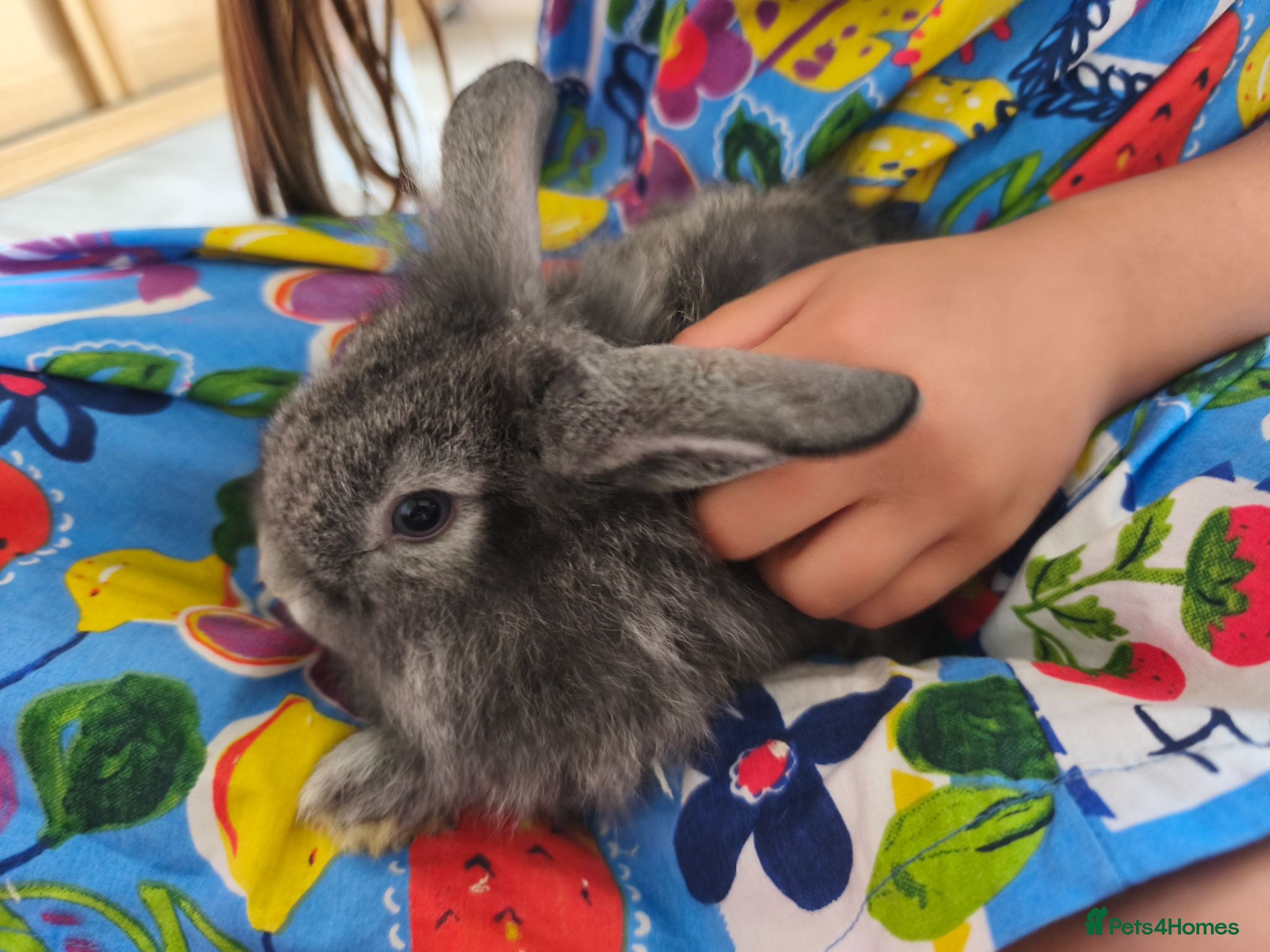 Mini Lop rabbits Ready Now 💙 - Advert 2