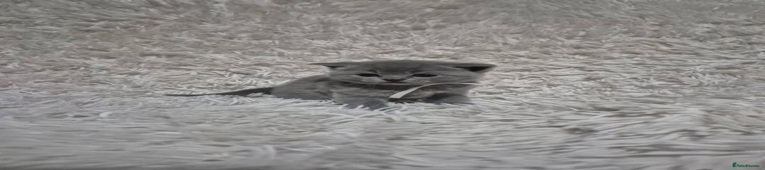 British Shorthair Kitten 2