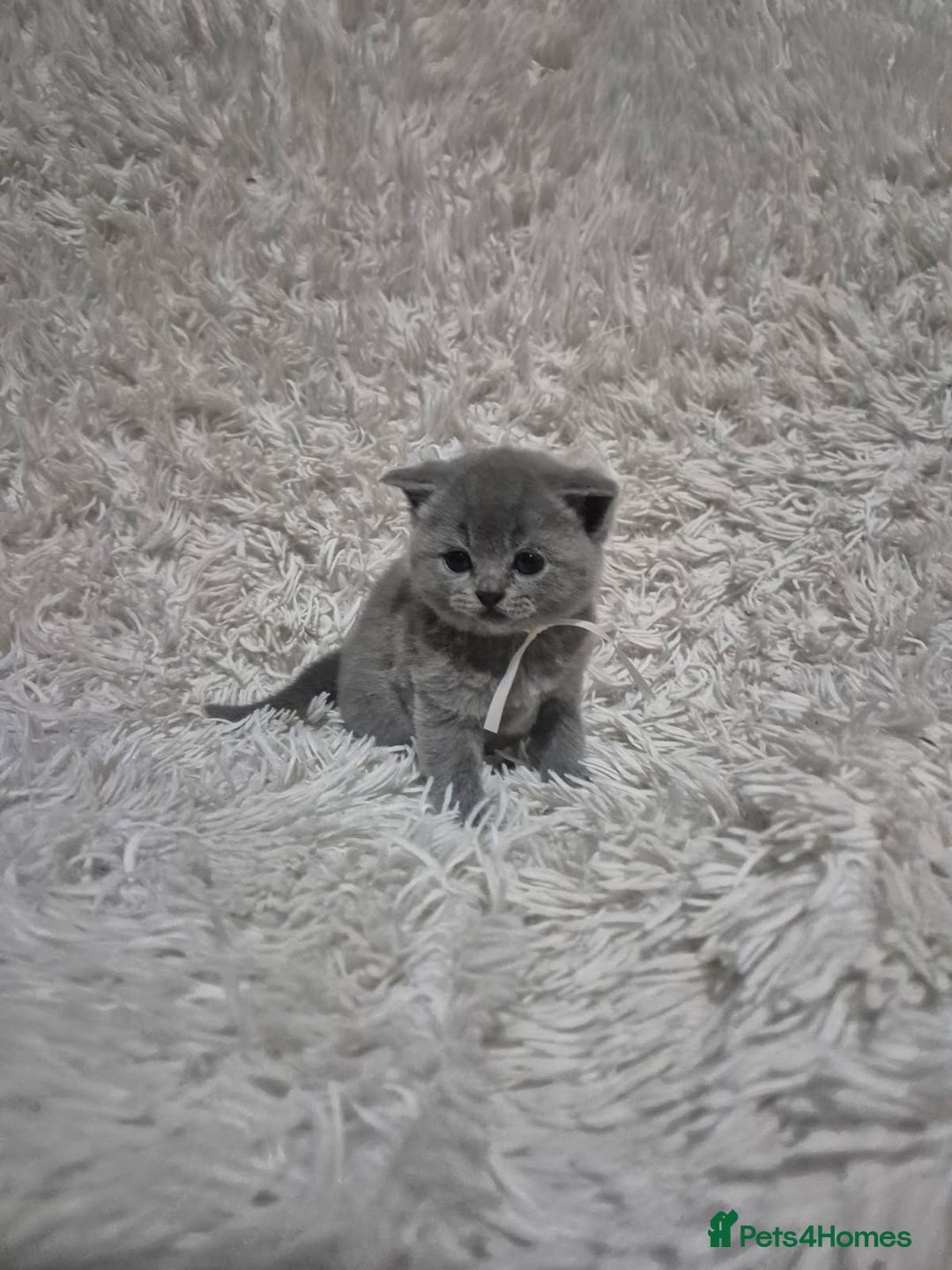 British Shorthair cats for sale: British short-hair kittens - Advert 13