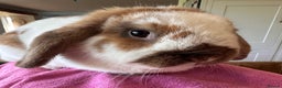 English Lop rabbits for sale: Beautiful female lop - Advert 1