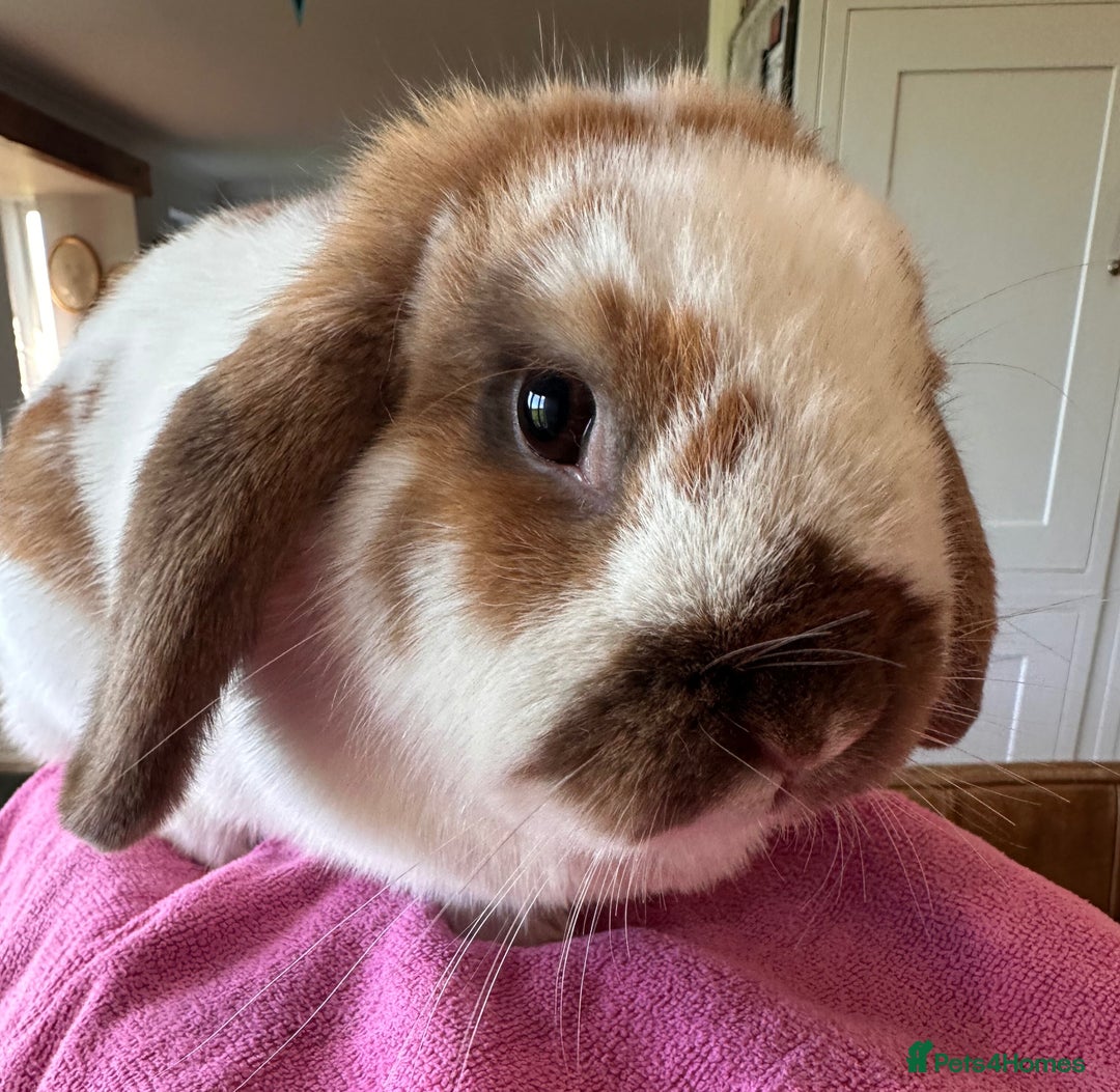 English Lop rabbits for sale: Beautiful female lop - Advert 1