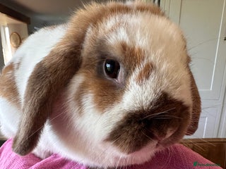 English Lop rabbits Beautiful female lop - Advert 2