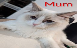 Ragdoll cats for sale: Ready Pedigree Lilac (Rare) Ragdoll Kittens - Image 16