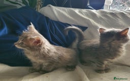 Mixed Breed cats for sale: Six gorgeus kittens  - Image 6