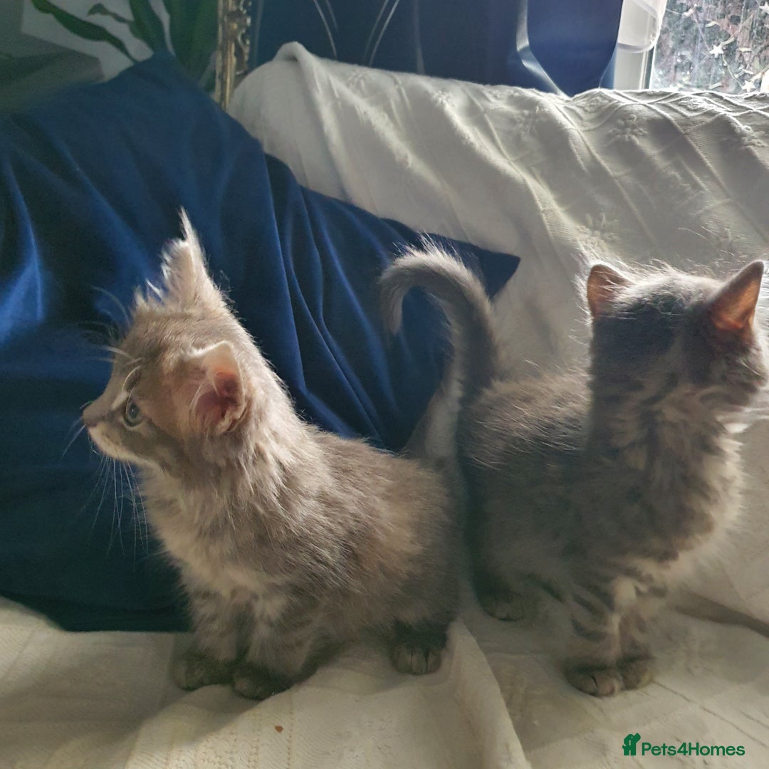 Mixed Breed cats for sale: Six gorgeus kittens  - Image 6