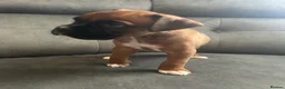 Boxer dogs for sale: Bobtail puppy boxers  - Advert 14