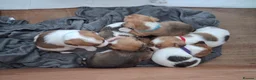 Jack Russell dogs for sale: Jack Russell puppies in Prestatyn - Advert 2