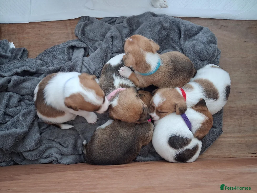 Jack Russell dogs for sale: Jack Russell puppies in Prestatyn - Advert 2