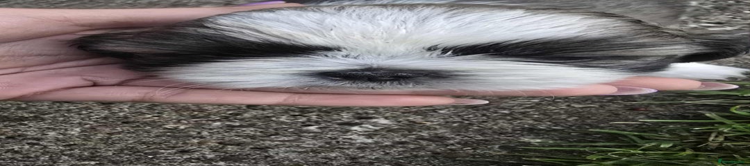 Shih Tzu Puppy 2