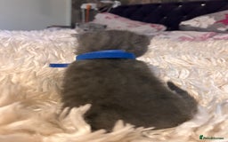 British Shorthair cats for sale: Pedigree British shorthair kittens - Image 17