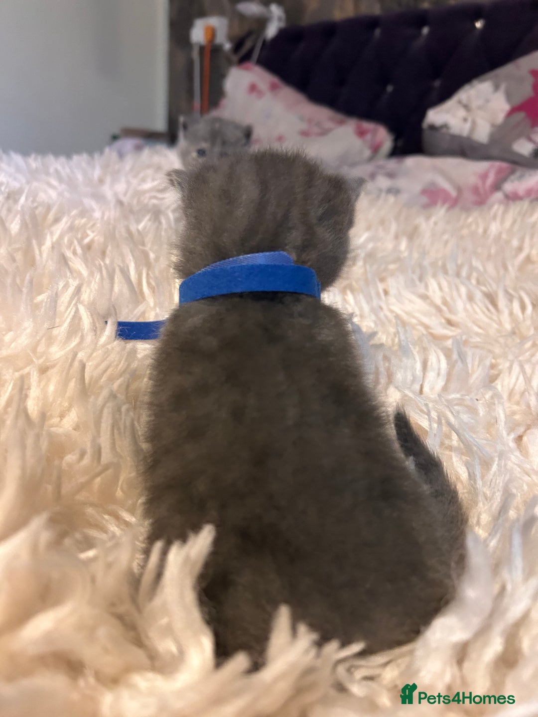 British Shorthair cats for sale: Pedigree British shorthair kittens - Image 17