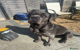 Cane Corso dogs for stud: Female Cane corso for Breed  - Image 2