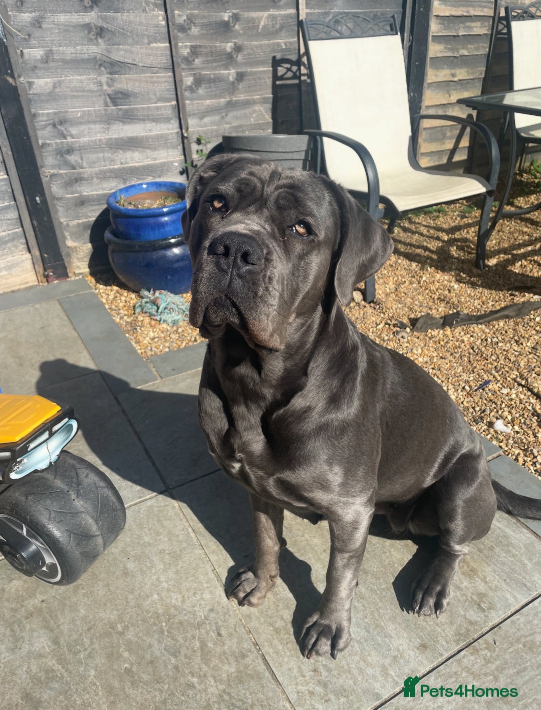 Cane Corso dogs for stud: Female Cane corso for Breed  - Image 2