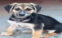 Mixed Breed dogs for adoption: DARIA -  a superb little girl, for a Loving Home - Image 22