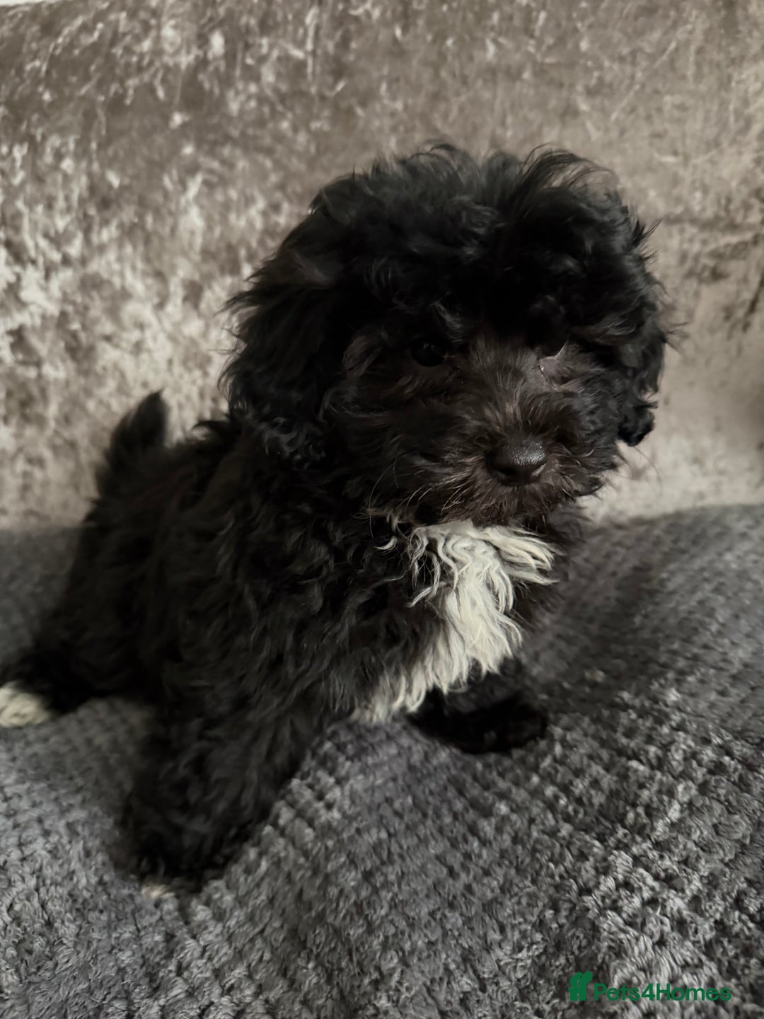 Maltipoo dogs for sale: F1 MALTIPOO PUPS - Advert 9