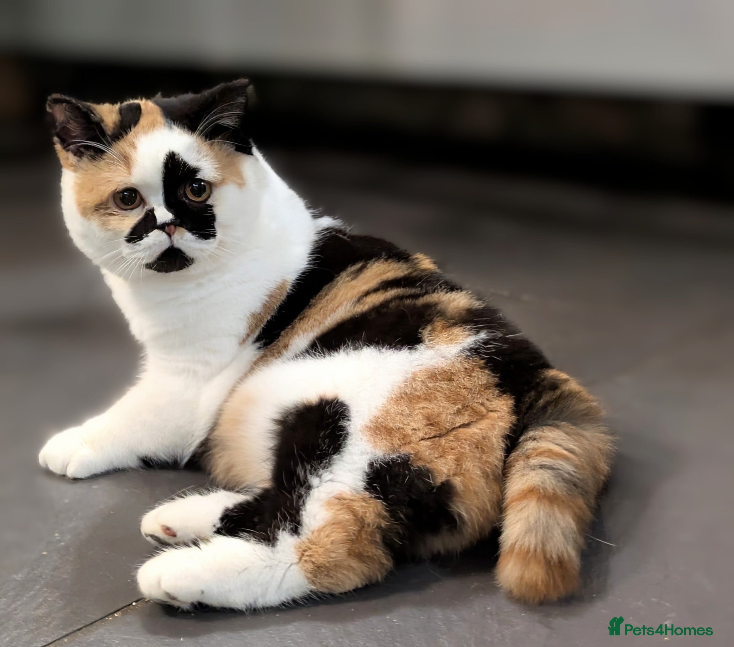 British Shorthair cats Gorgeous black torti kitten - Advert 14