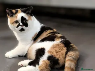 British Shorthair cats Gorgeous black torti kitten - Advert 14