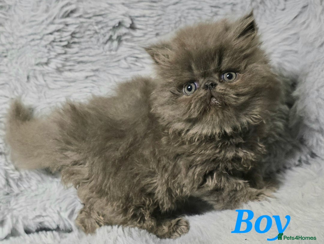 Persian cats for sale: GCCF REGISTERED KITTENS CHAMPION LINES - Image 7