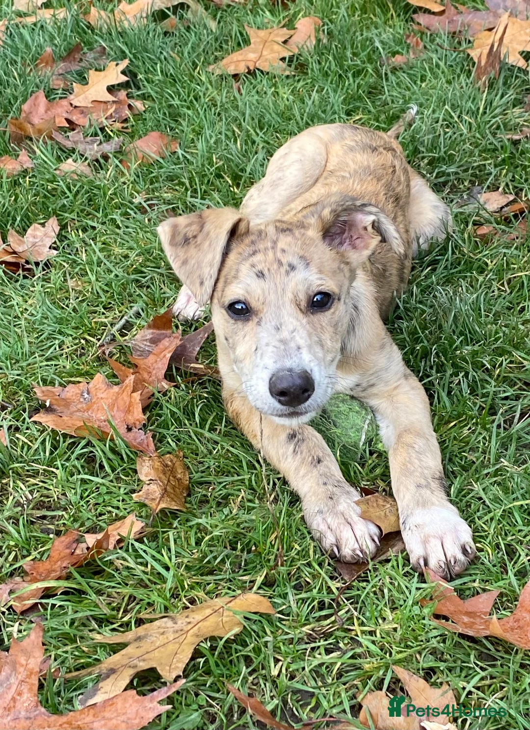 Mixed Breed dogs for sale: Deerhound greyhound collie puppies  - Image 18