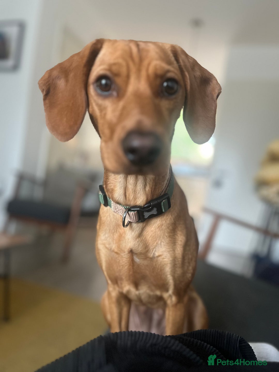 Mixed Breed dogs for sale: Hungarian Vizsla Mix - Image 8